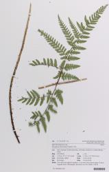Dryopteris formosana. Herbarium specimen of a fertile frond showing elongated basal basiscopic secondary pinnae on the basal primary pinnae, AK 374687/A.
 Image: Auckland Museum © Auckland Museum All rights reserved
